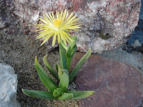 bergeranthus multiceps